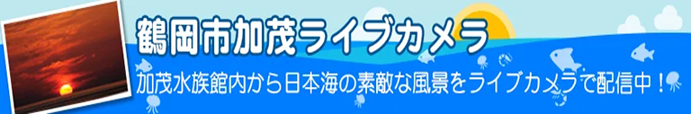 鶴岡市加茂ライブカメラ